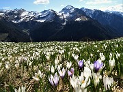 20 Distese di  bianchi fiori di Crocus vernus (Zafferano maggiore) crescono appena la neve si scioglie